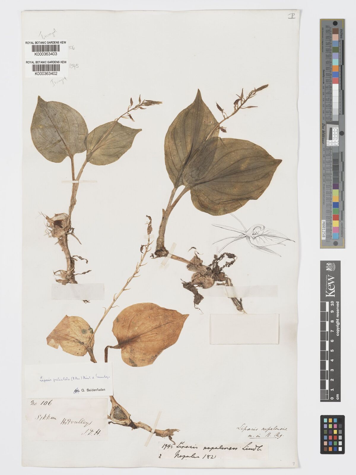 Kew Gardens K000363403:  Hooker, J.D. [106] India