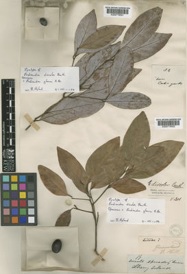 Kew Gardens K000778501:  s.coll. [34] Australia