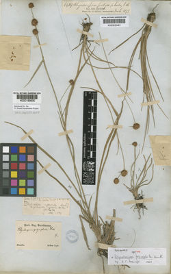 Kew Gardens K000632461:  s.coll. [6434] Brazil