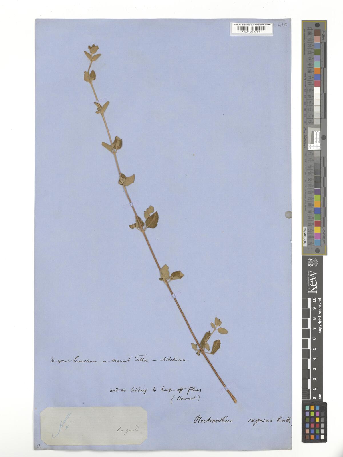 Isodon rugosus (Wall. ex Benth.) Codd | Plants of the World Online ...