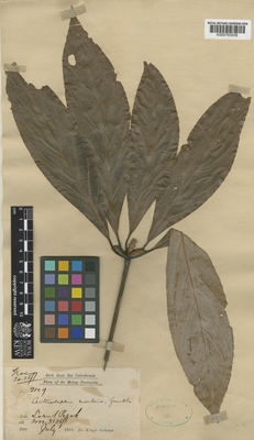 Kew Gardens K000793039:  s.coll. [2129] Malaysia