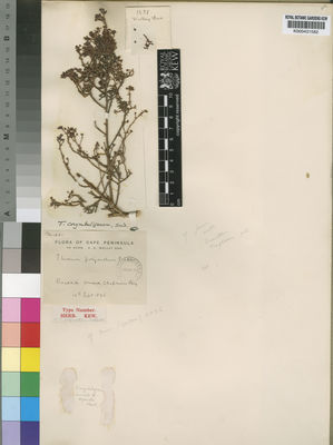 Kew Gardens K000431582:  Wolley-Dod, A.H. [1551] South Africa