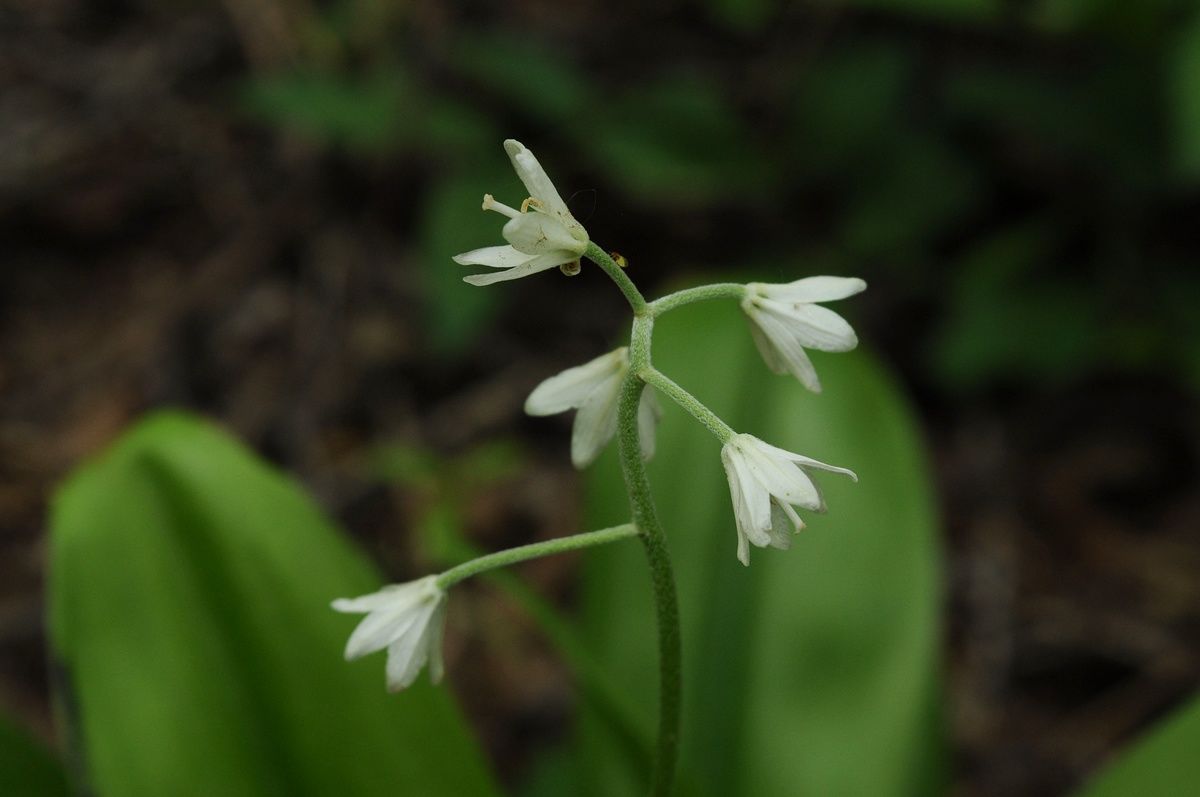 Clintonia Raf. | Plants of the World Online | Kew Science