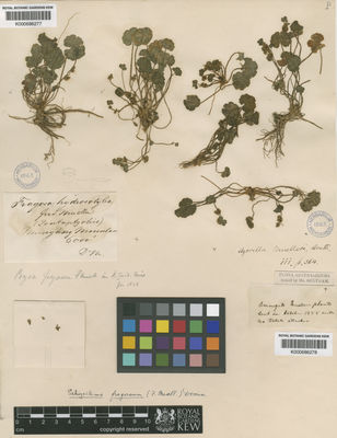 Kew Gardens K000686277:  Mueller, F.J.H., von [s.n.] Australia