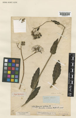 Kew Gardens K000843777:  s.coll. [1488]