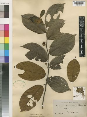 Kew Gardens K000198785:  Talbot, P. [1558] Nigeria