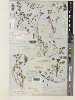 Kew Gardens K001051261:  s.coll. [s.n.] United States