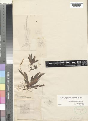 Kew Gardens K000387726:  s.coll. [1151] India