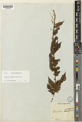 Kew Gardens K000559963:  Blume, C.L. [s.n.] Indonesia