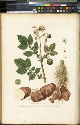 Solanum Tuberosum L. | Plants Of The World Online | Kew Science