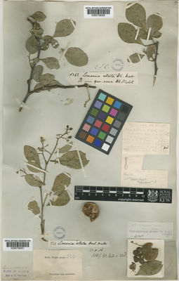 Kew Gardens K000736050:  s.coll. [s.n.]