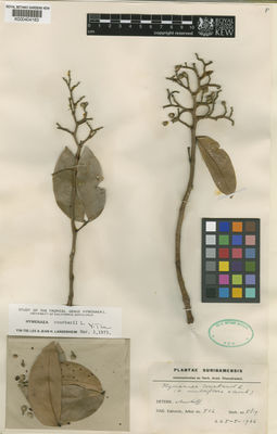 Kew Gardens K000404183:  s.coll. [5819 (herb. no.)] Suriname