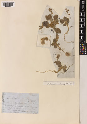 Kew Gardens K000998501:  Strauss, T. [843]