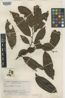 Kew Gardens K000487174:  Krukoff, B.A. [8356] Brazil