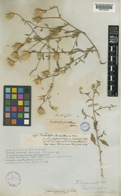 Kew Gardens K000792240:  Wight, R. [1495]