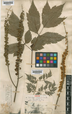 Kew Gardens K000694466:  Commons, A. [s.n.] United States