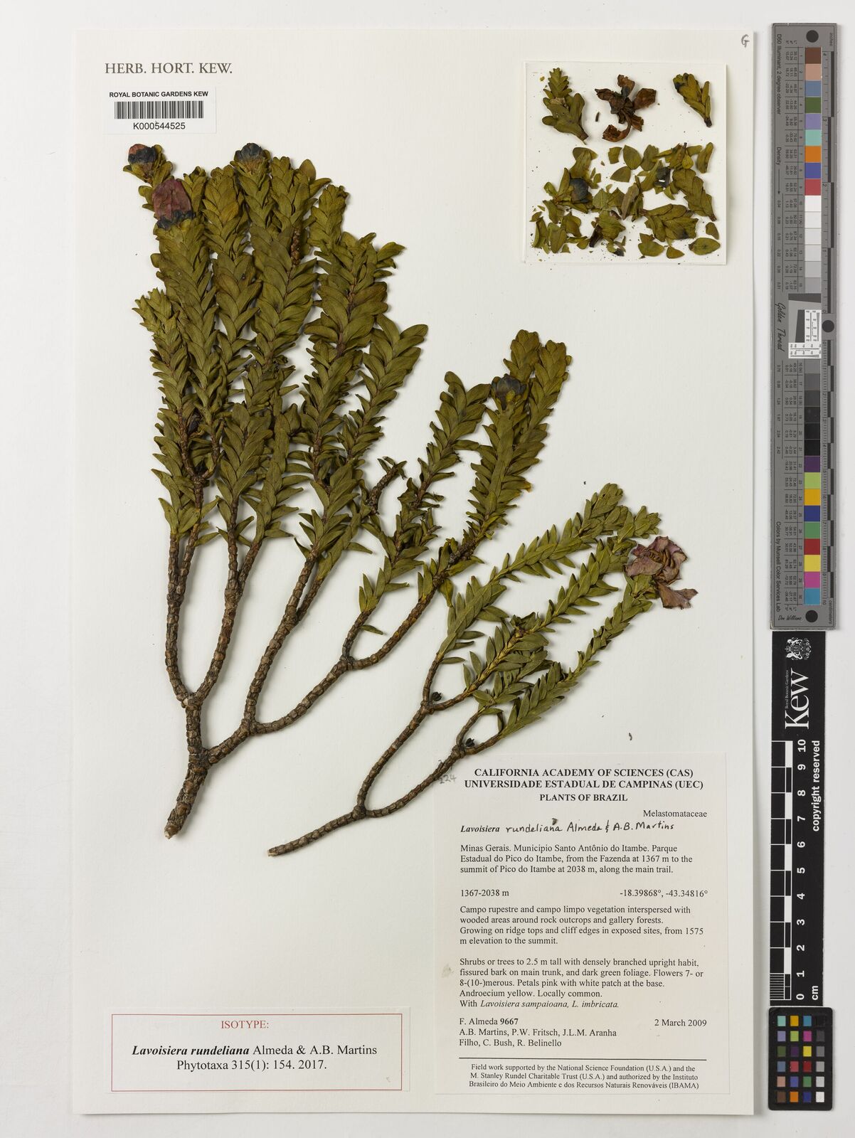 Kew Gardens K000544525:  Almeda, F.; Martins, A.B.; Fritsch, P.W.; Aranha Filho, J.L.M.; Bush, C.; Belinello, R.  [9667] Brazil