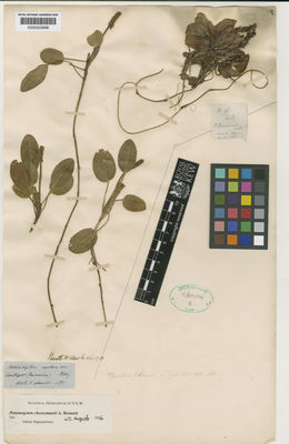 Kew Gardens K000523986:  Mueller, B.F.Von. [s.n.] Australia
