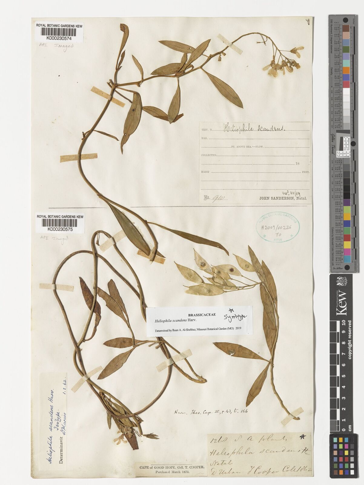 Kew Gardens K000230575:  Cooper, T. [1268] South Africa