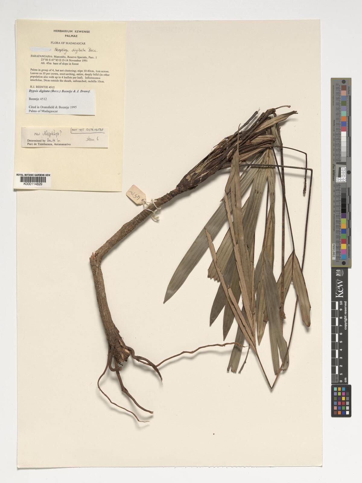 Dypsis digitata