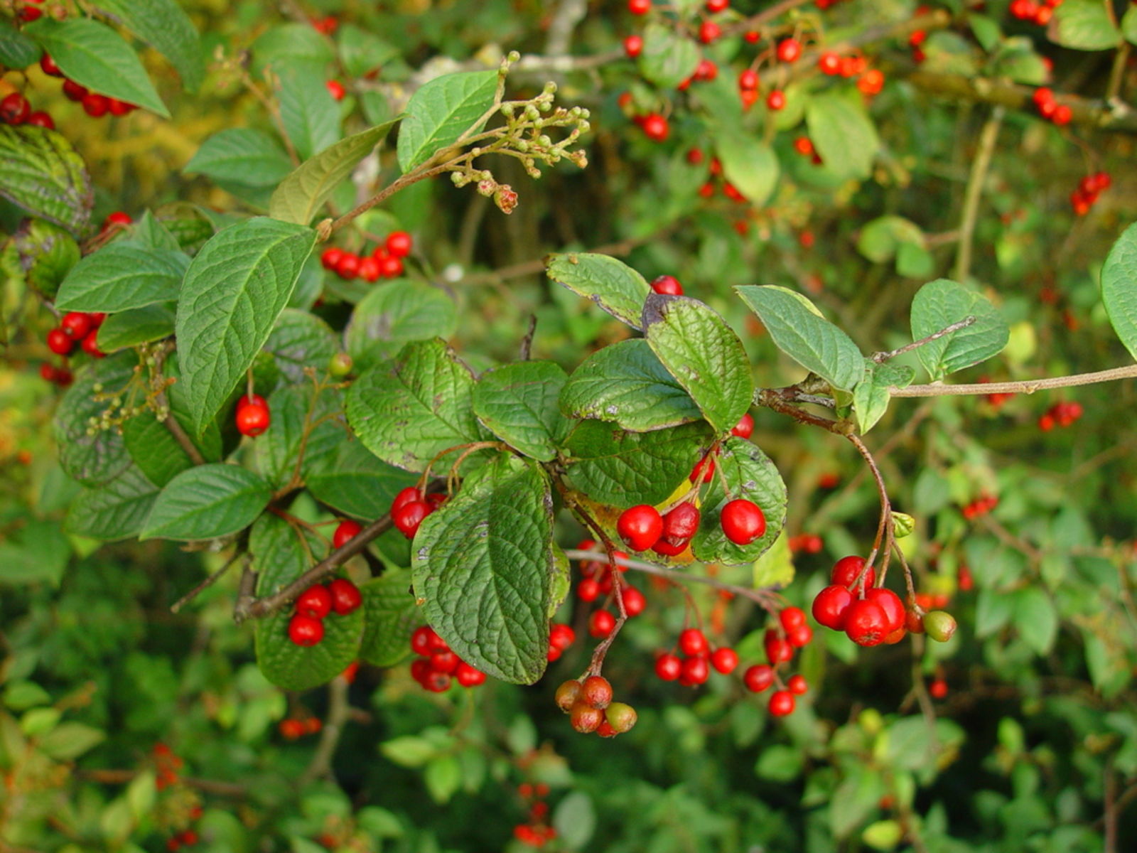 © copyright of the Board of Trustees of the Royal Botanic Gardens, Kew.