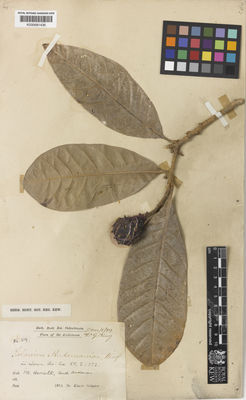 Kew Gardens K000681435:  Hooker, J.D. [s.n.] India