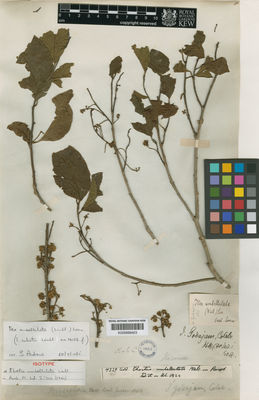 Kew Gardens K000669423:  s.coll. [4329] India