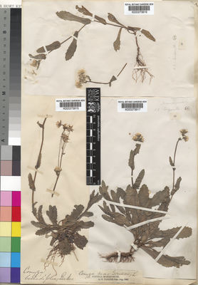 Kew Gardens K000273915:  Parker, G.W. [s.n.] Madagascar