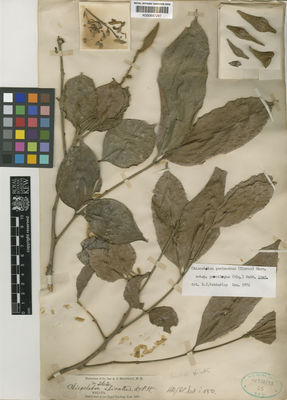 Kew Gardens K000657297:  Maingay, A.C. [s.n.] Malaysia