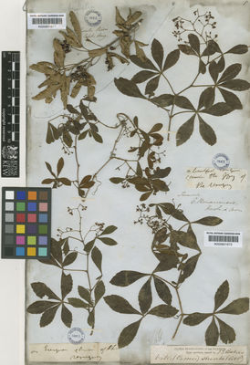 Kew Gardens K000601672:  Tweedie [s.n.] Uruguay