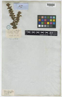 Kew Gardens K000791609:  Hügel [s.n.] Australia