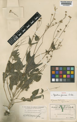 Kew Gardens K000488658:  Gaumer, G.F.; M.D. [395] Mexico