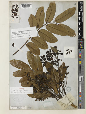 Kew Gardens K000118467:  s.coll. [s.n.] Brazil